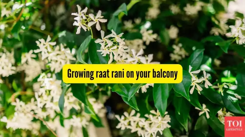 Grow Fragrant Raat Rani on Your Balcony: A Complete Guide