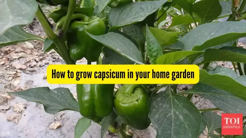 Grow Fresh Capsicum at Home: Simple Steps for Terrace Gardening Success