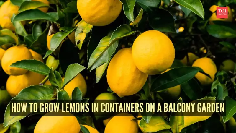 Grow Fresh Lemons on Your Balcony: A Complete Container Gardening Guide