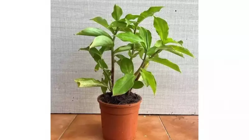 Grow Insulin Plant Indoors: A Guide to Costus Igneus for Health & Home