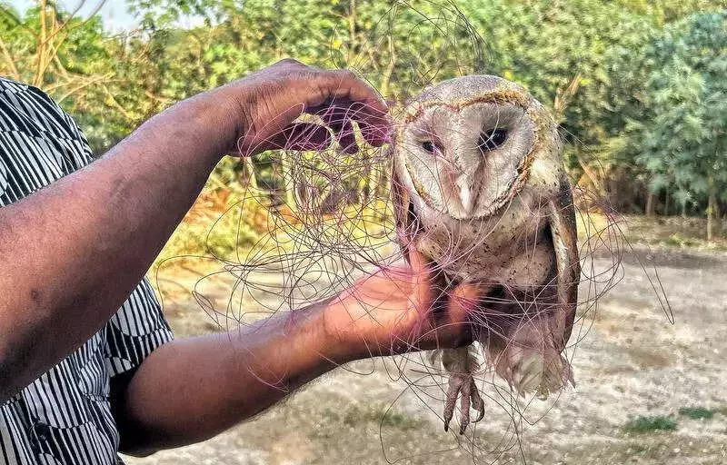 Gujarat Activates Massive Rescue Network for Uttarayan Wildlife Safety