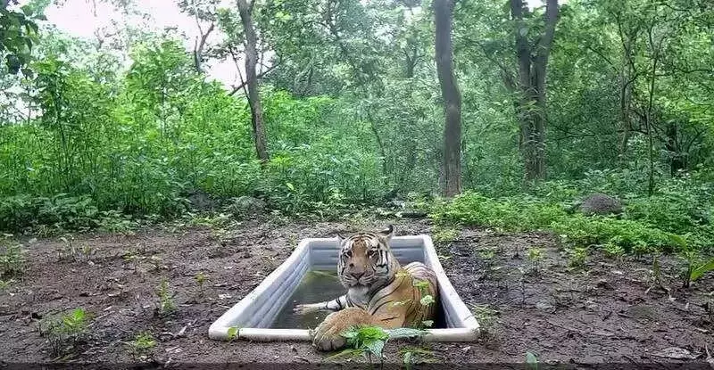 Gujarat Intensifies Tiger Conservation Efforts Following Ratanmahal Sighting