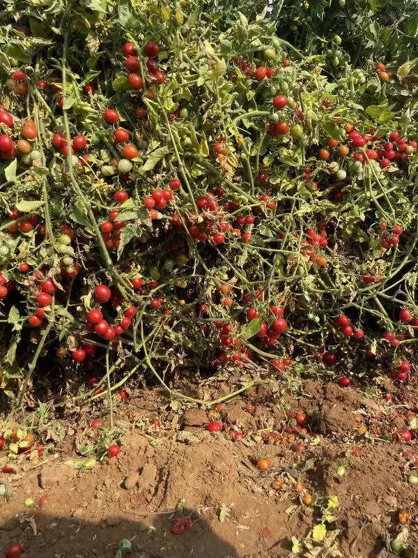 Gujarat's Biofortified Cherry Tomatoes: Homegrown Varieties Cut Costs, Boost Nutrition