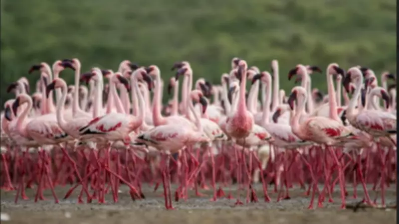 Gujarat's Chhari-Dhand and UP's Patna Bird Sanctuary Earn Prestigious Ramsar Wetland Status