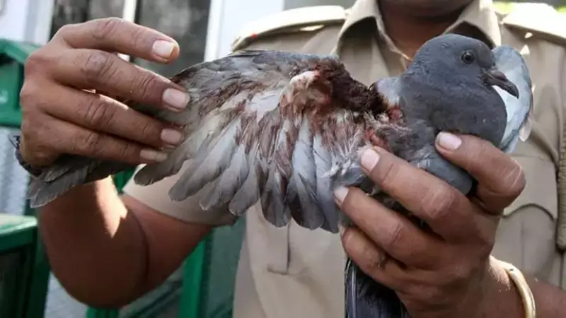 Gujarat's Karuna Abhiyan Deploys 8,500 Personnel to Rescue Birds Before Makara Sankranti