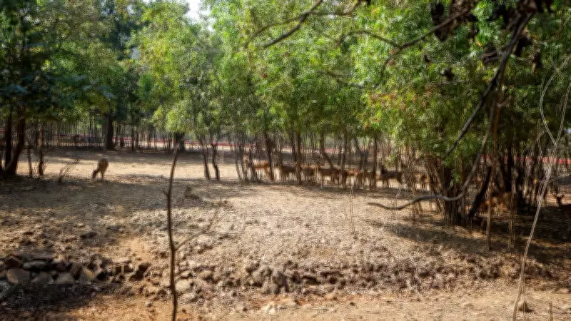 Gujarat's Tiger Triumph: How the State Secures Its Big Cat Legacy After 33 Years