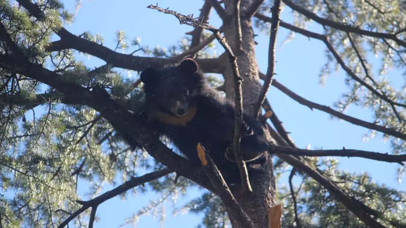 Harry and Bruno: Himalayan Bear Cubs Captivate Visitors at Shimla's Kufri Zoo