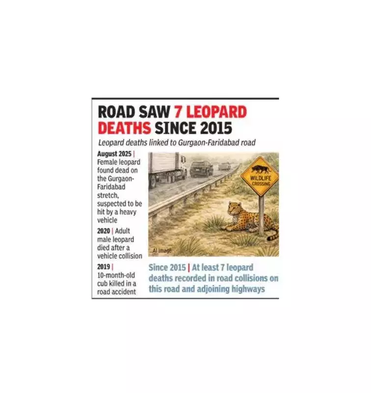 Haryana Demands Wildlife Corridor on Gurgaon-Faridabad Road After 7 Leopard Deaths