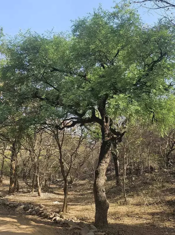 Haryana Launches 'Swadeshi Vriksh Bachao Abhiyan' to Save Native Trees from Extinction