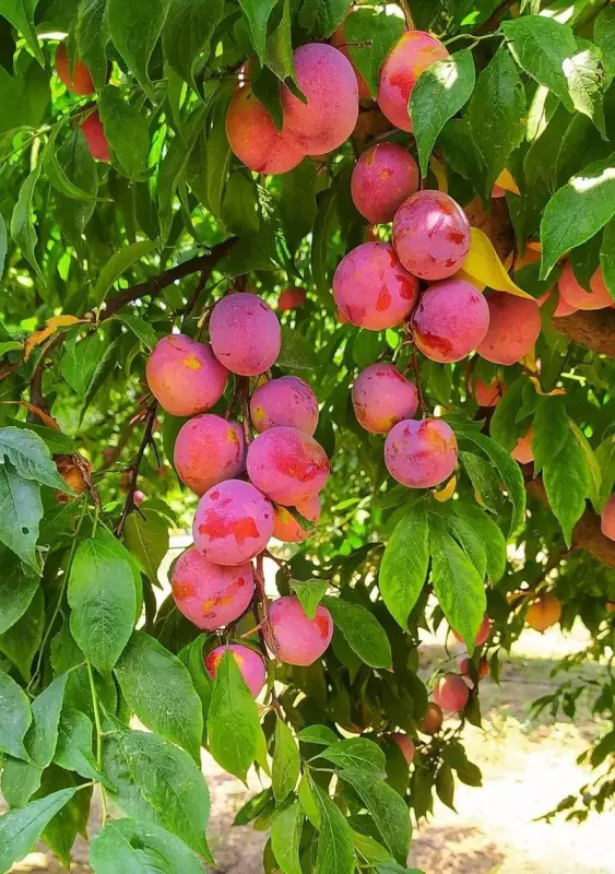 Haryana's Agricultural Shift: Subtropical Fruit Cultivation Expands Statewide