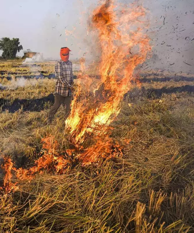 Haryana's Satellite Crackdown Aims to End Wheat Stubble Burning by 2027