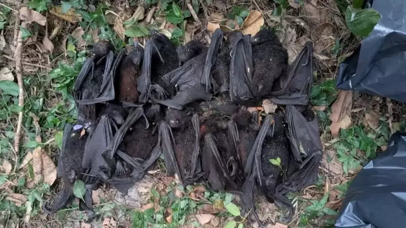 Heatwave Ravages Australian Flying Fox Colonies, Killing Hundreds in NSW