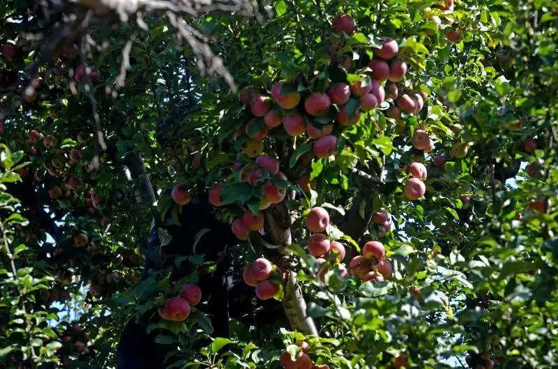 Himachal Eases Apple MIS Rules: 100-Bag Limit for Revenue Records