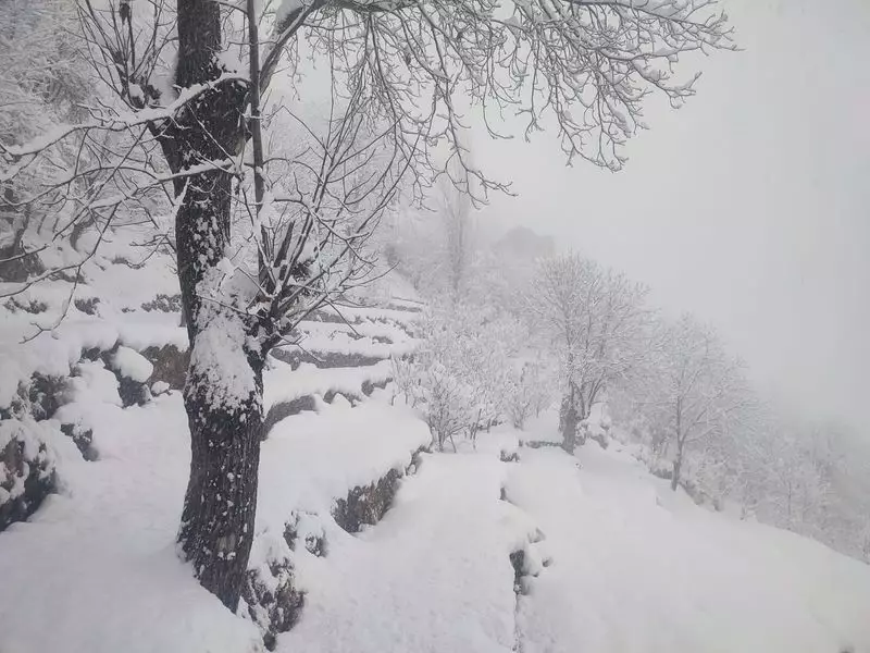 Himachal Horticulture Director Advocates Scientific Orchard Management