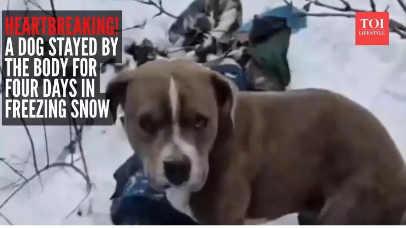 Himachal Pradesh: Pitbull's Four-Day Vigil Over Owner's Body in Snow Touches Hearts