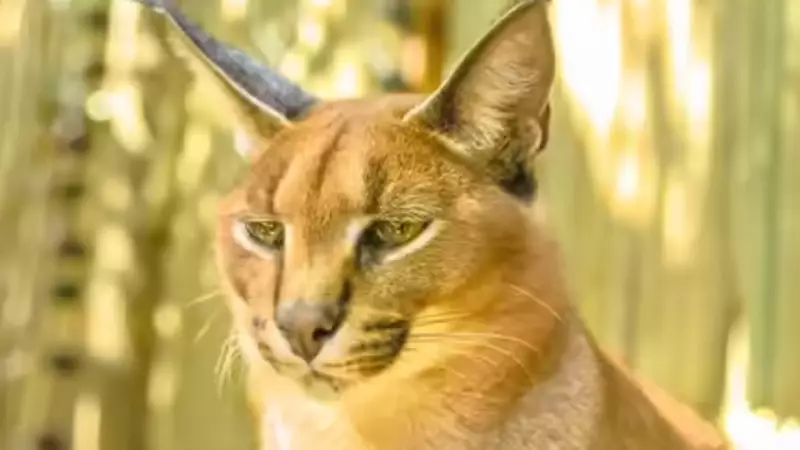 Historic First: Rajasthan Forest Officials Radio-Collar Endangered Caracal Cat in Jaisalmer