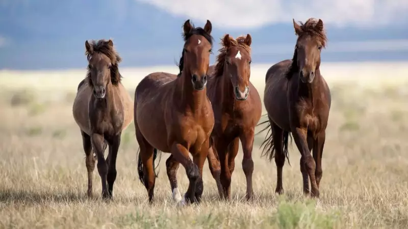 Horses Can Smell Human Fear Through Sweat Chemicals, Study Reveals