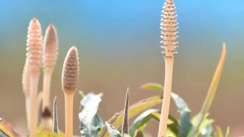 Horsetails' 400-Million-Year-Old Secret: Water Isotope Clue to Ancient Climate