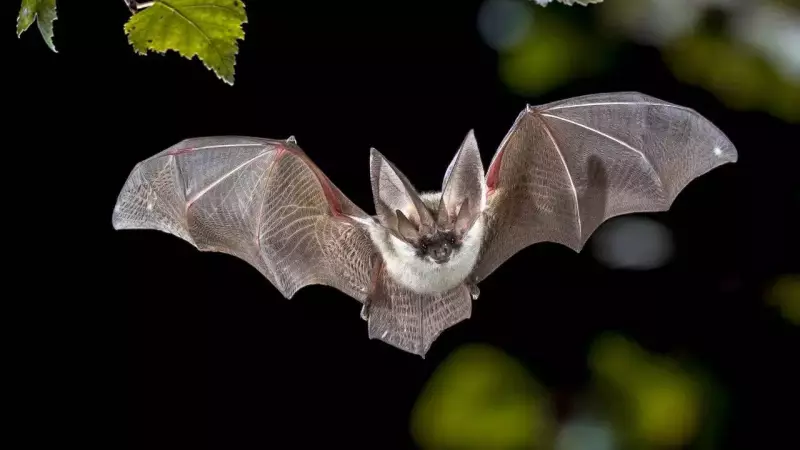 How Bats Master Darkness: New Research Reveals Their Sensory Superpowers