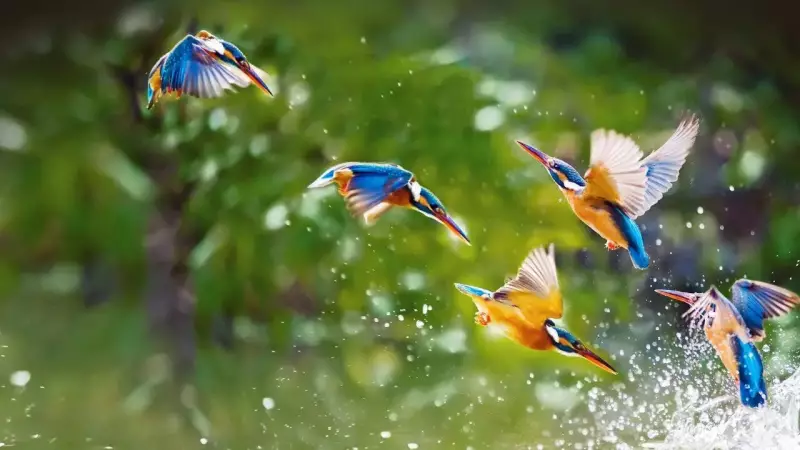 How Birds Regrow Feathers: The Natural Miracle of Moulting Explained