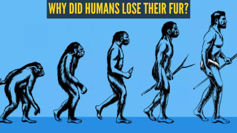 How Humans Lost Their Fur and Became Sweaty Survivors