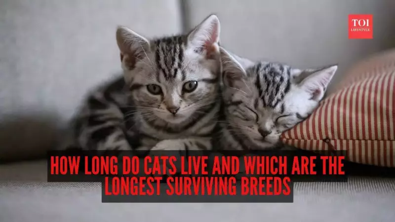 How Long Do Cats Live? Average Lifespan, Breeds & Care Tips