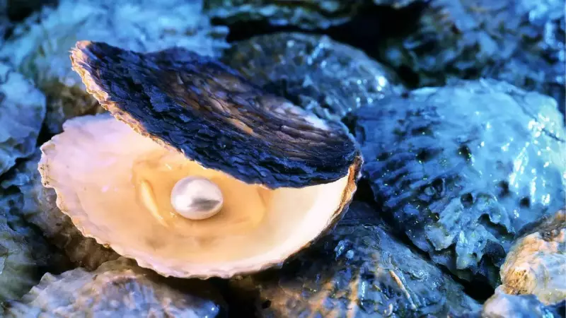 How Oysters Create Pearls: The Science Behind Turning Irritation into Beauty