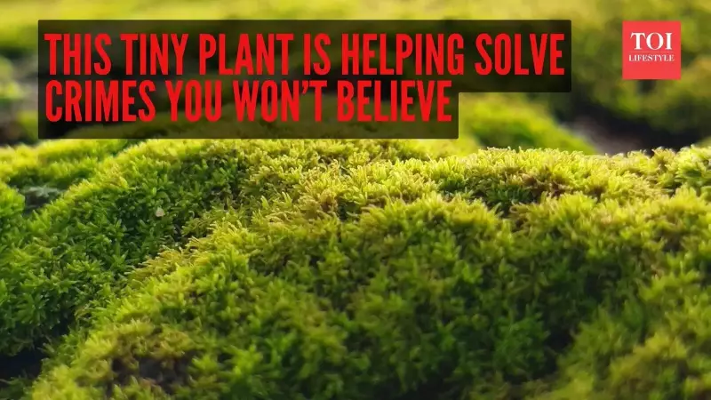 How Tiny Moss is Solving Crimes: The Rise of Forensic Botany