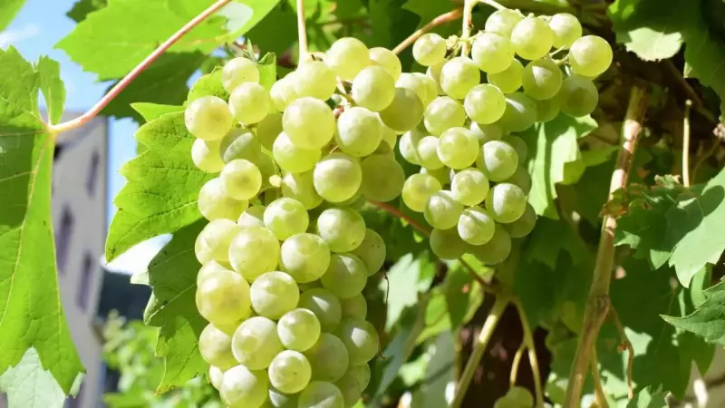 How to Grow Grapes at Home: Complete Guide for Backyard Vineyards