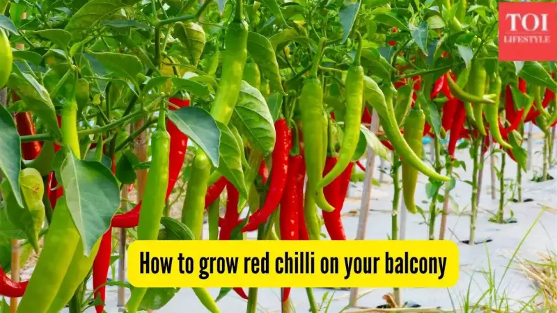 How to Grow Red Chillies on Your Balcony: A Complete Step-by-Step Guide