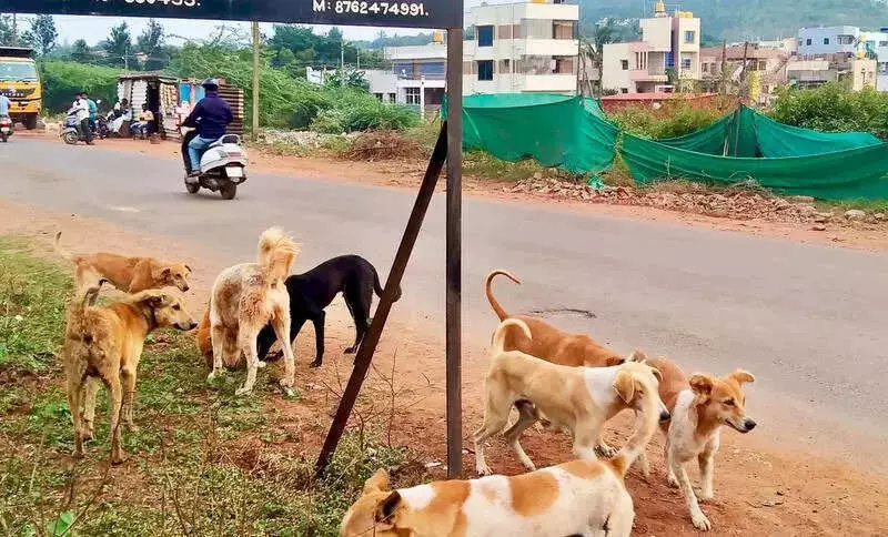 Hubballi to Build Rs 2.5 Crore Dog Shelter for 240 Strays in Shivalli