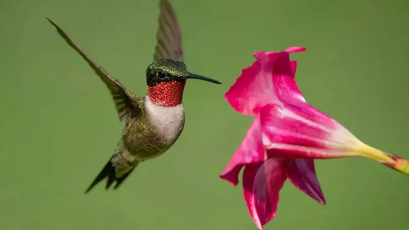 Hummingbirds' Backward Flight: Unique Adaptation Explained