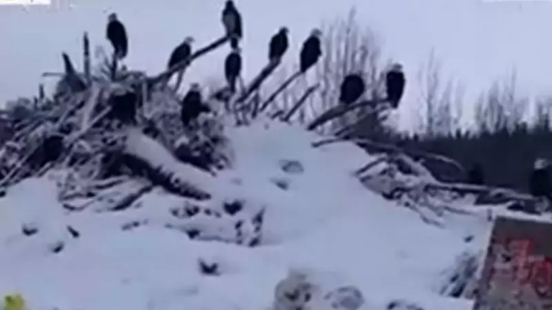Hundreds of Bald Eagles Defy Winter in Rare British Columbia Gathering