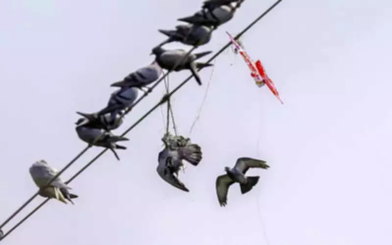 Hyderabad Bird Rescues Continue Post-Sankranti as Manja Threat Persists