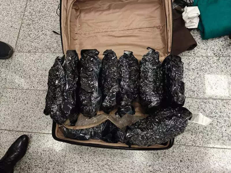 Hyderabad Customs Seize 12.95 Crore Hydroponic Ganja at RGIA