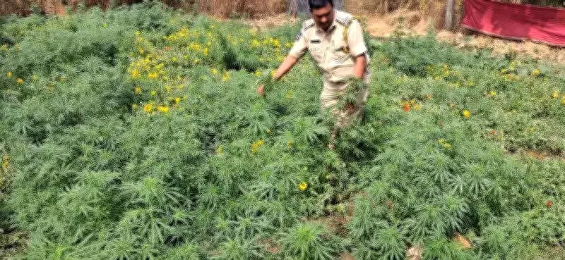 Hyderabad: Excise Officials Bust Ganja Cultivation in Sangareddy Ashram, Arrest 50-Year-Old