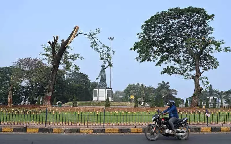 Hyderabad: HMDA's Heavy Pruning of 30-Year-Old Rain Trees Sparks Outcry
