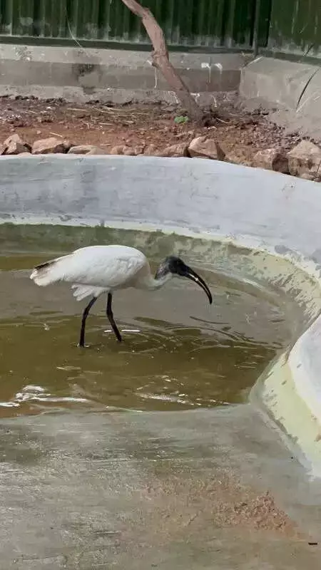 Hyderabad Sankranti Festival Proves Deadly for Rare Birds, 100 Injured in Single Day