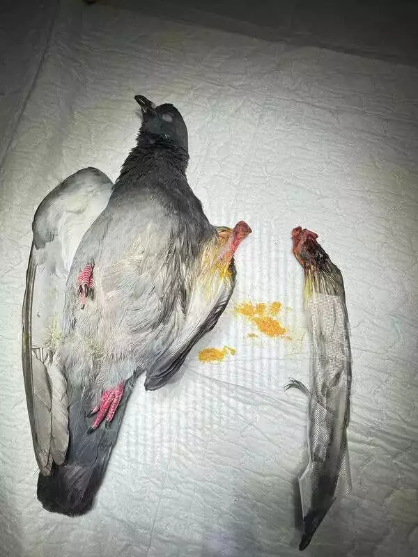 Hyderabad's Bird Crisis: 200+ Injuries Despite Manja Crackdown