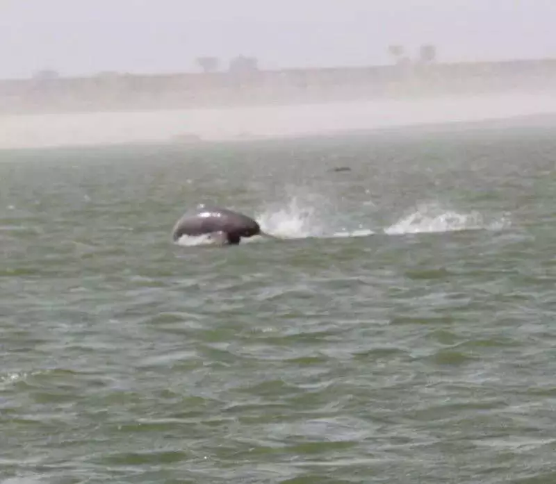 India Launches Second Dolphin Census in Bijnor, Training Forest Officials