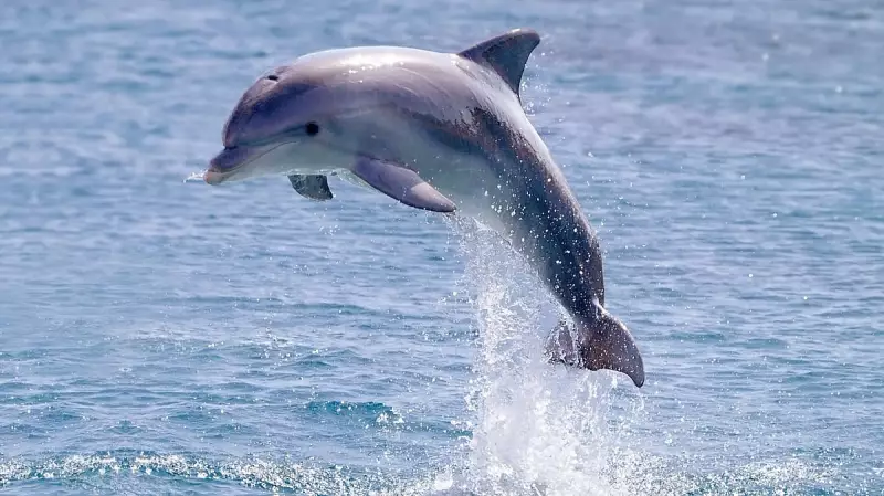 India Launches Second National Dolphin Census, Starting in Uttar Pradesh's Bijnor