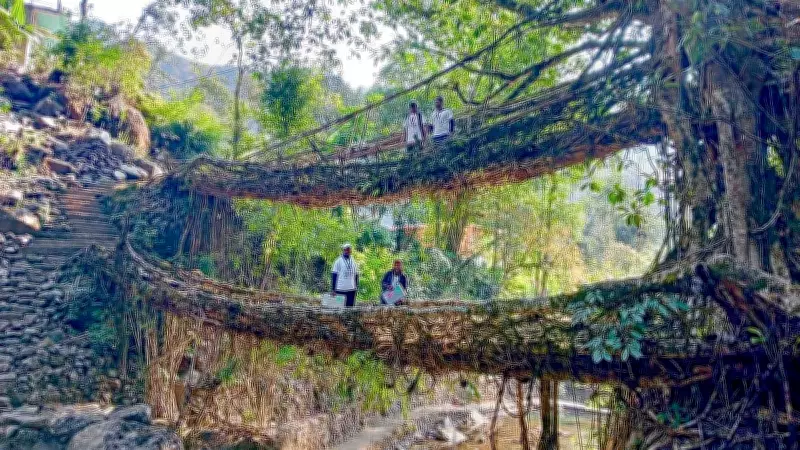 India Nominates Meghalaya's Living Root Bridges for UNESCO World Heritage Status