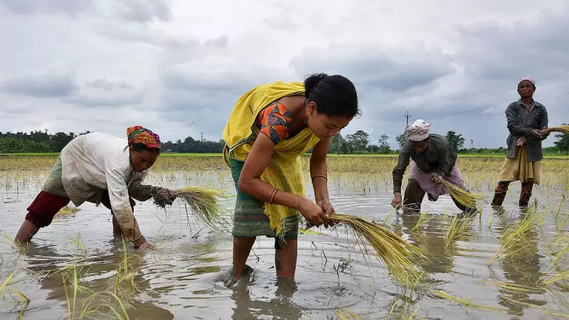 India Tops Global Rice Production Charts: Key States Driving Agricultural Success