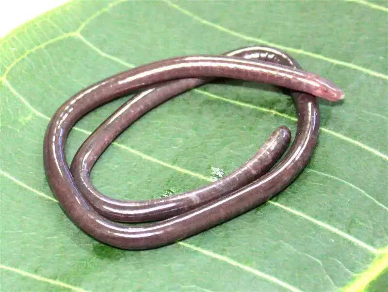 Indian Scientists Discover Rare Blind Caecilian Species in Western Ghats