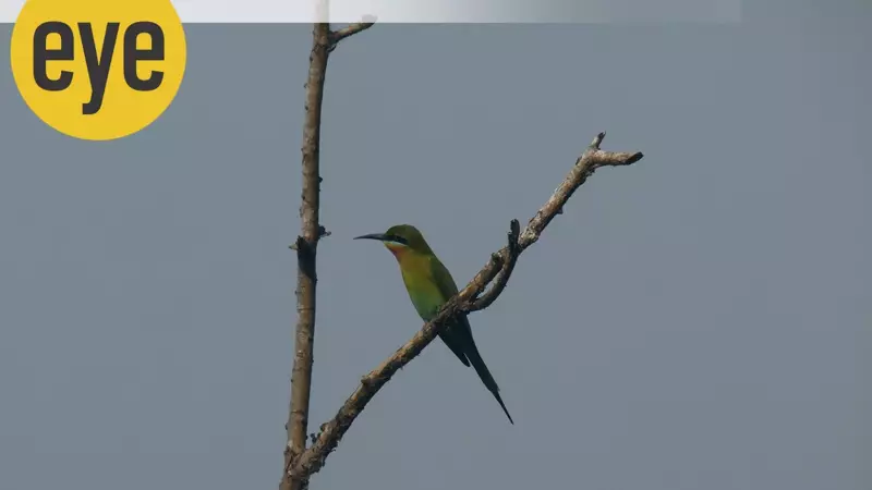 India's Bee-Eaters: Dazzling Aerial Hunters with Remarkable Insect-Catching Skills