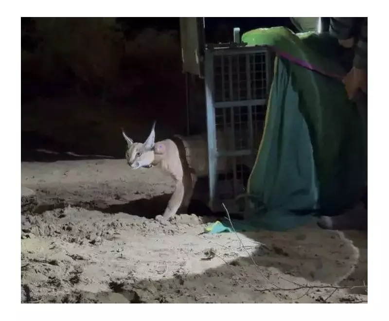 India's First Radio-Collared Caracal in Jaisalmer Marks Conservation Milestone