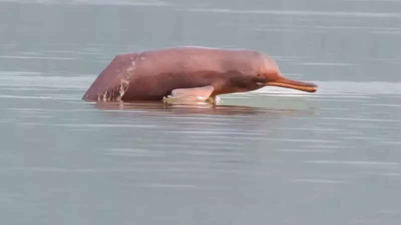 India's Pink River Dolphins: Ganges Hosts Unique Amazon Counterpart