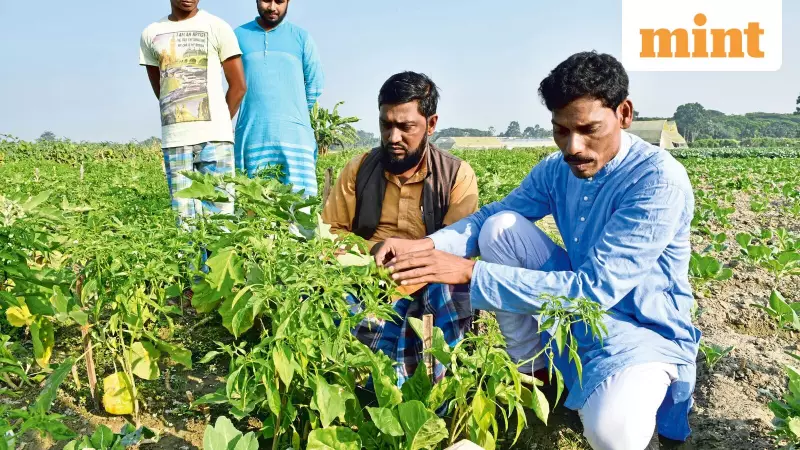 India's Rabi Crop Sowing Jumps 2.8% to 64.42 Million Hectares in 2025-26