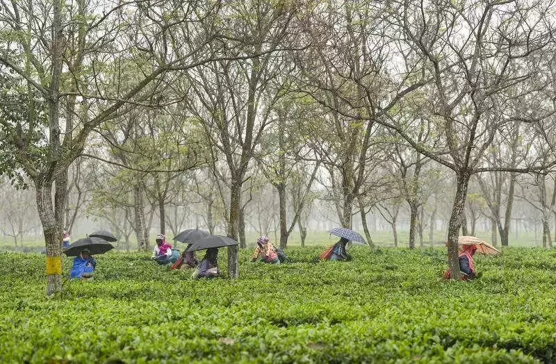 India's Tea Board to Enforce Strict SOP in 2 Weeks to Block Unauthorised Nepal Tea