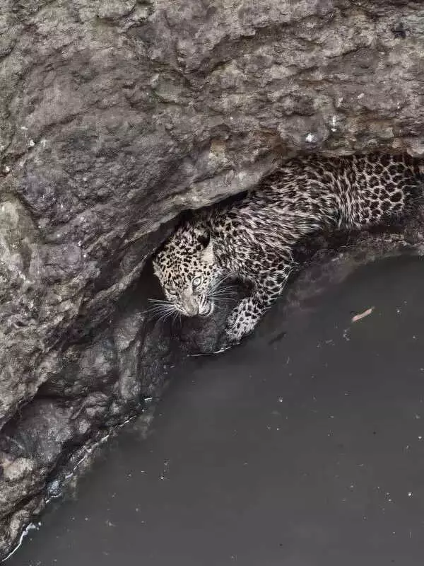 Indore Leopard Rescue: 2-Year-Old Saved from Open Well, IHWCM Model Praised